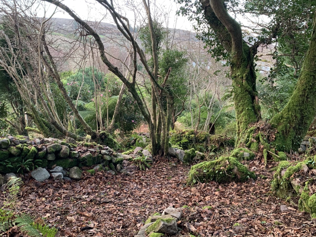 The Rainforest gallery
