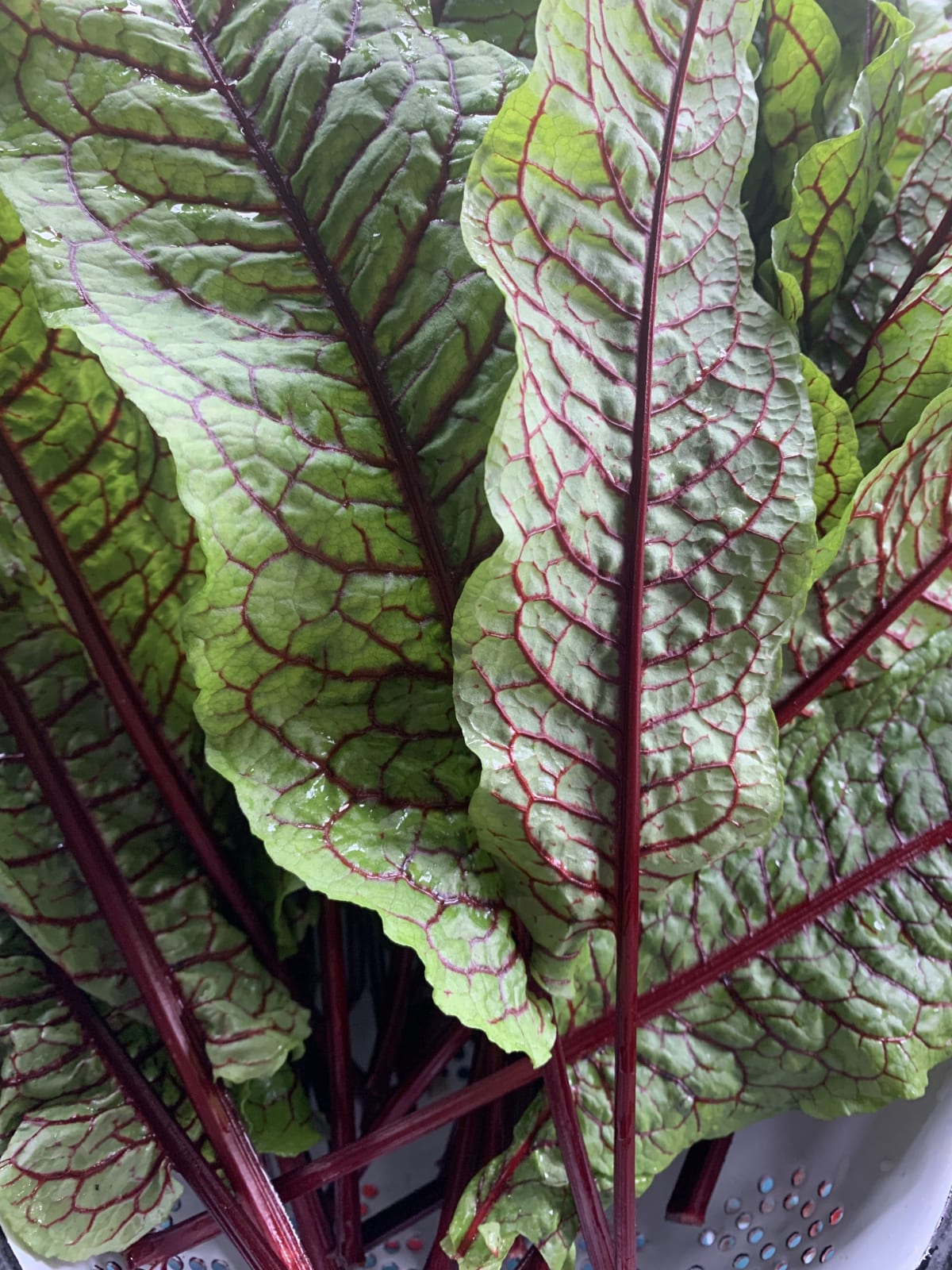  The Polytunnel gallery