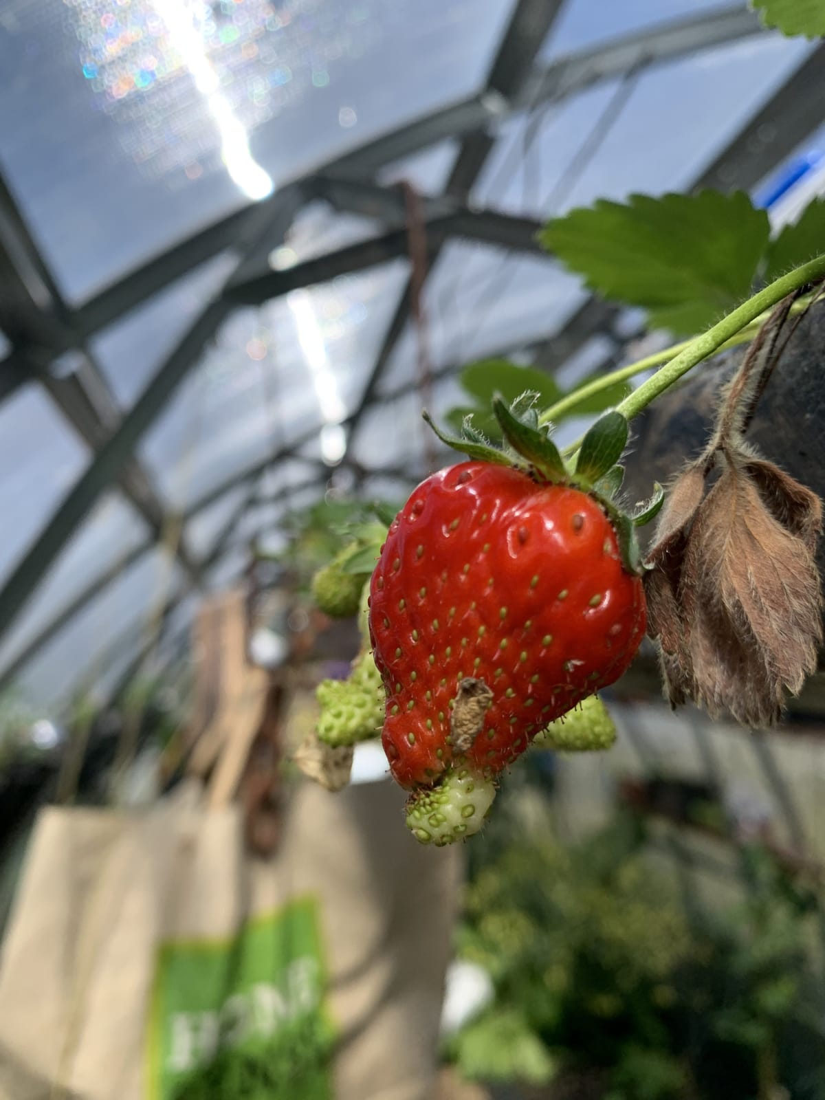  The Polytunnel gallery