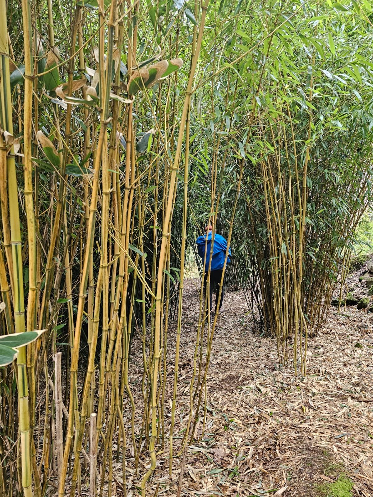 Bamboo Forest and Mother Oak Garden gallery