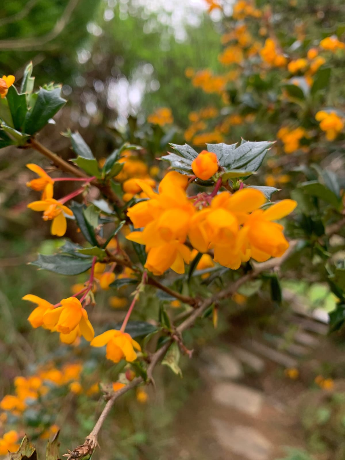 Barberry