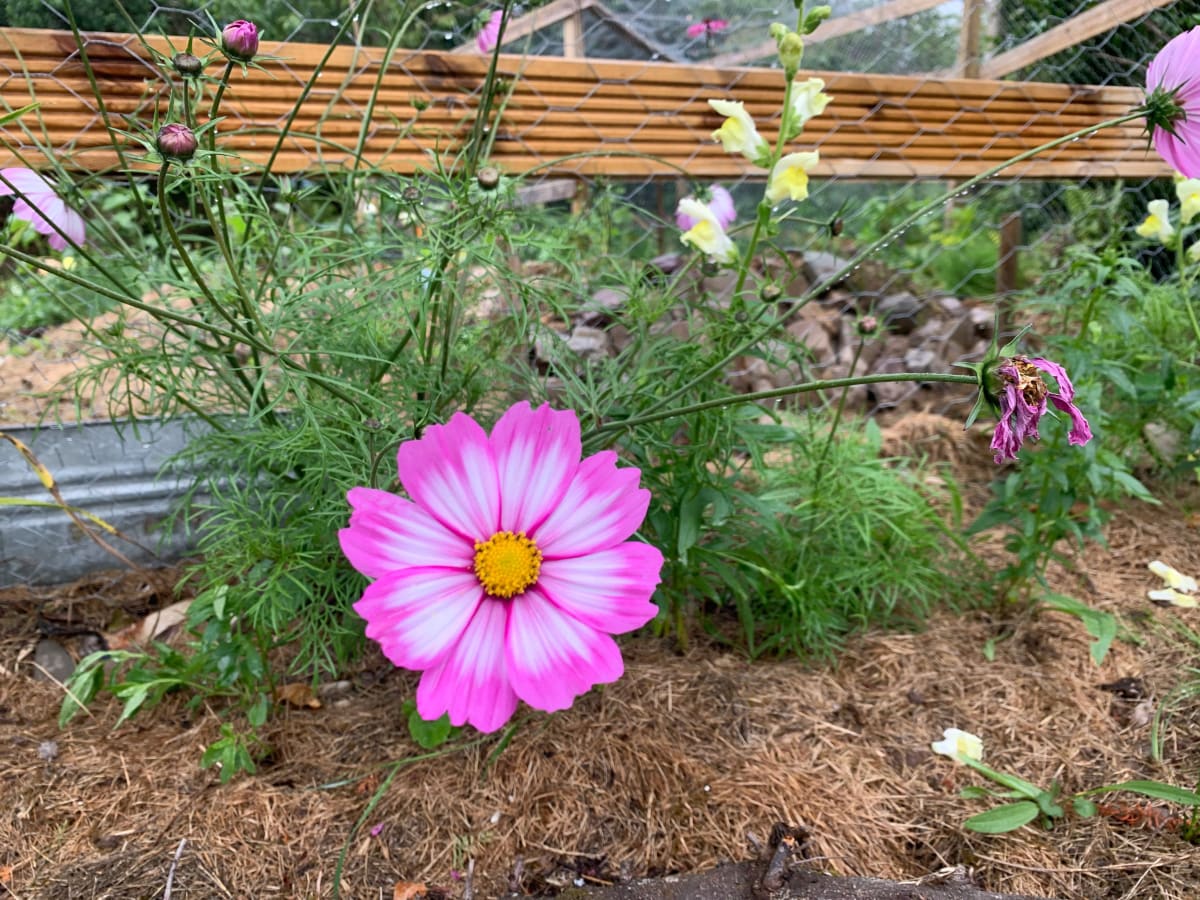 Cottage Gardens gallery