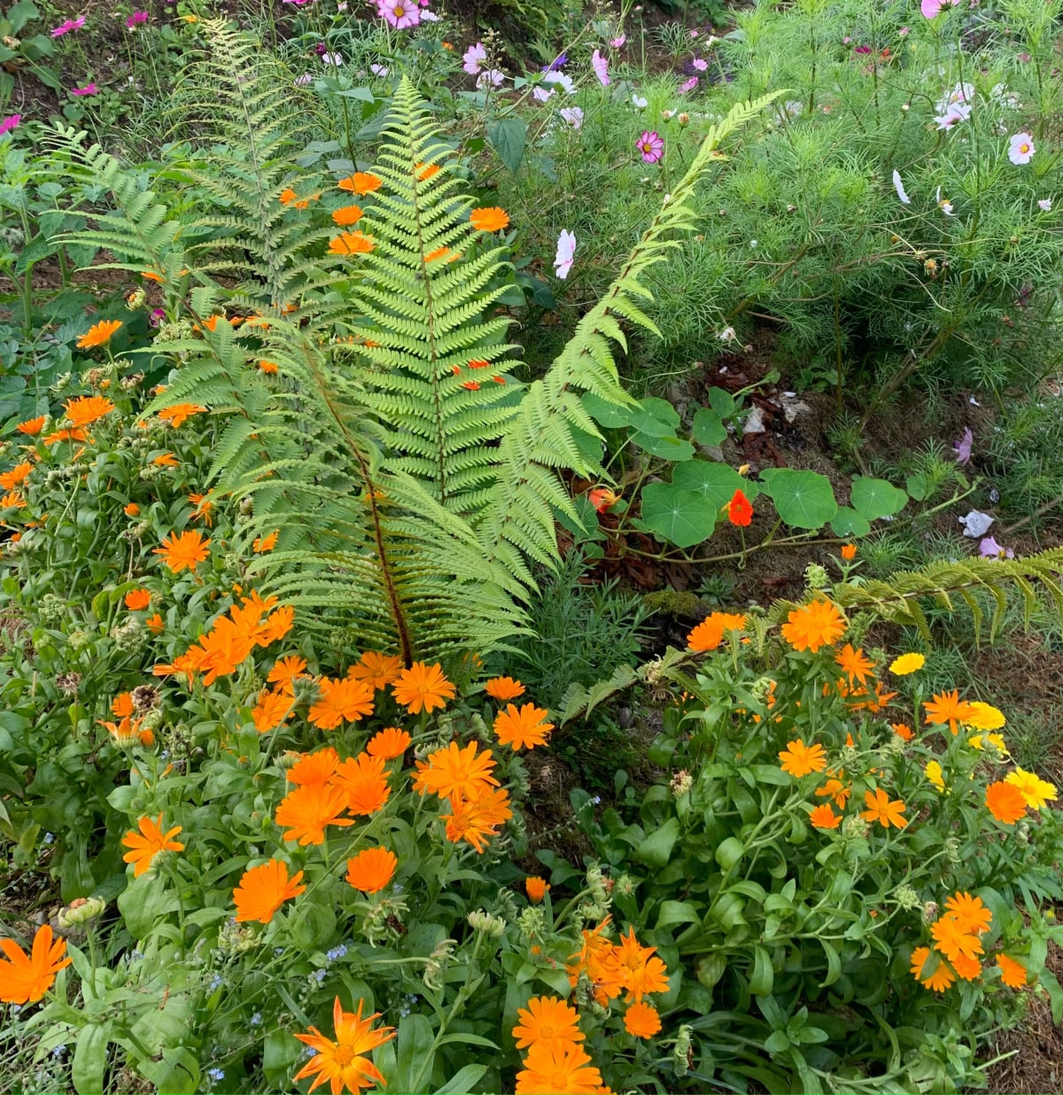Cottage Gardens gallery