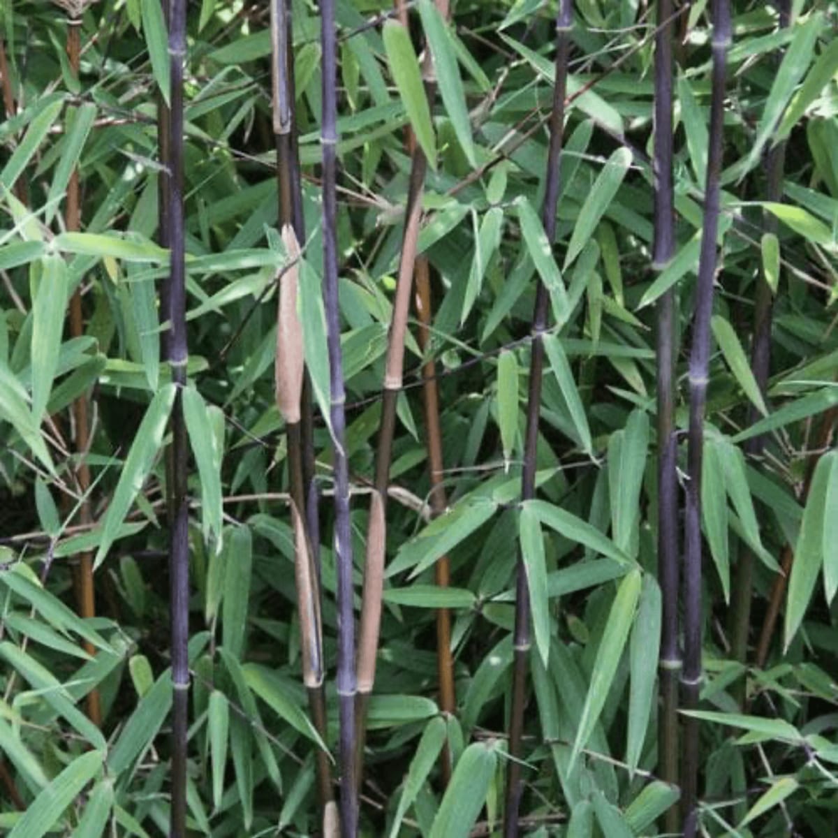 Black Bamboo, Fountain Bamboo