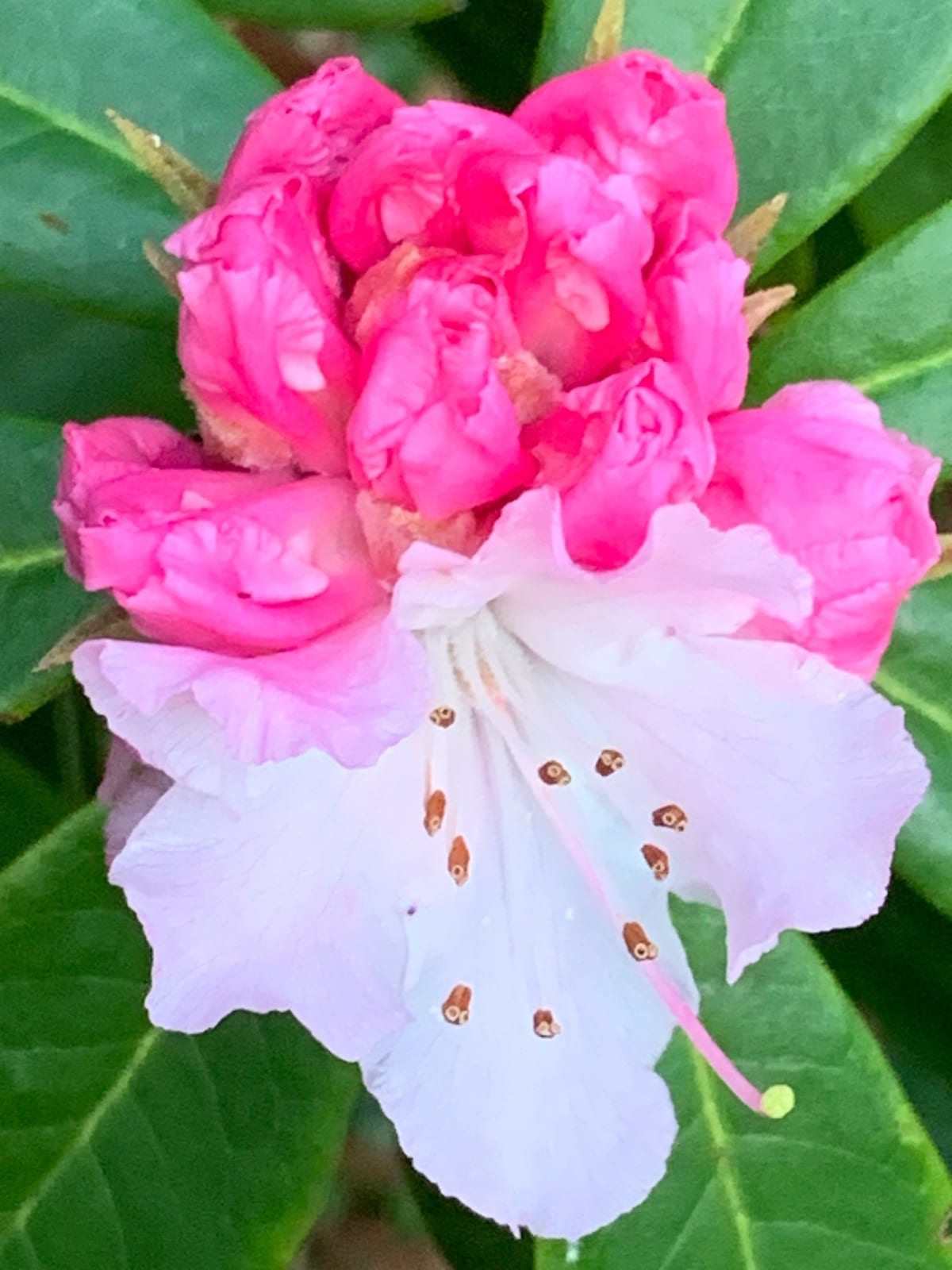 Ornamental Rhododendron