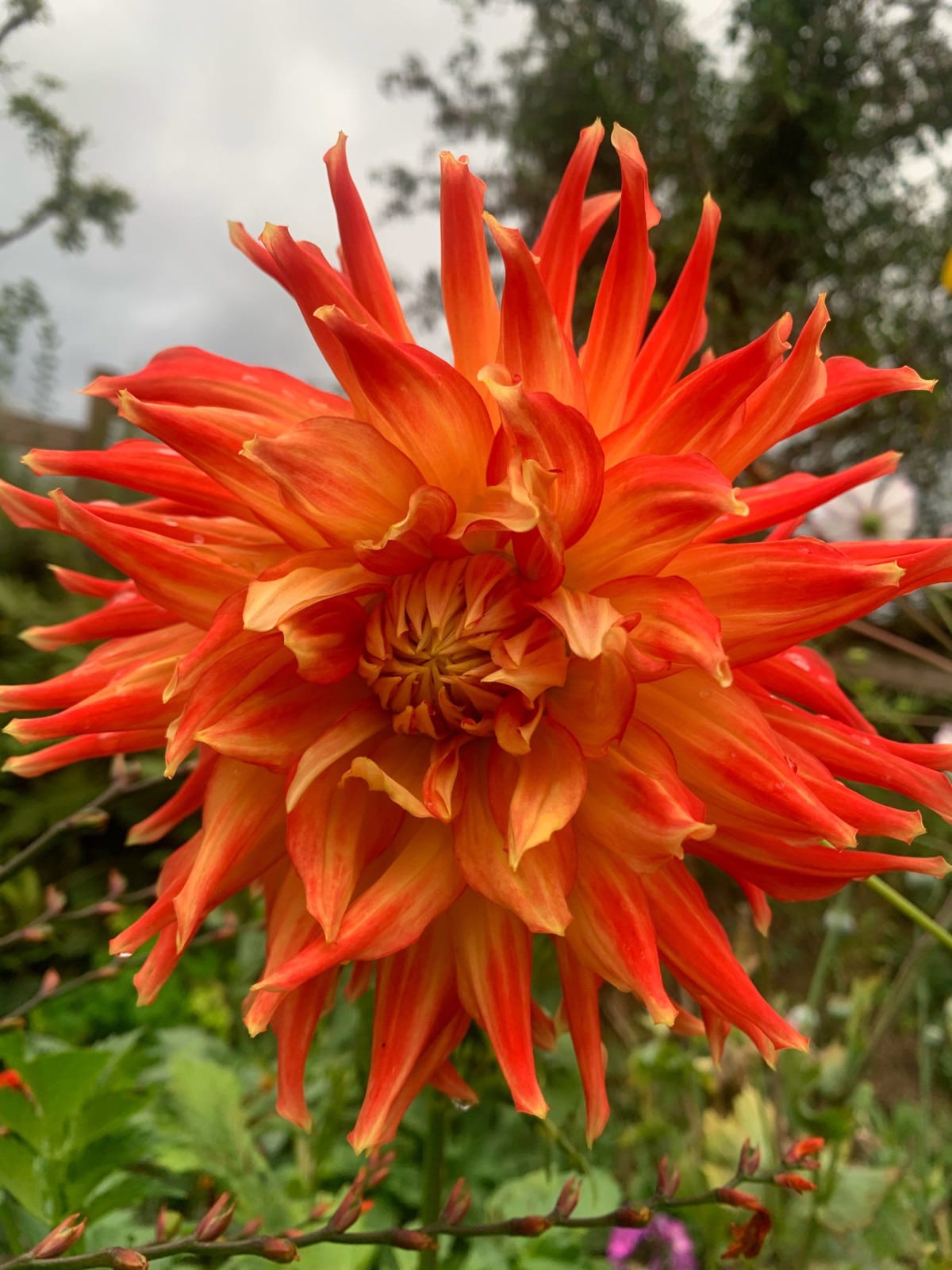 Dahlia Pehill Watermelon