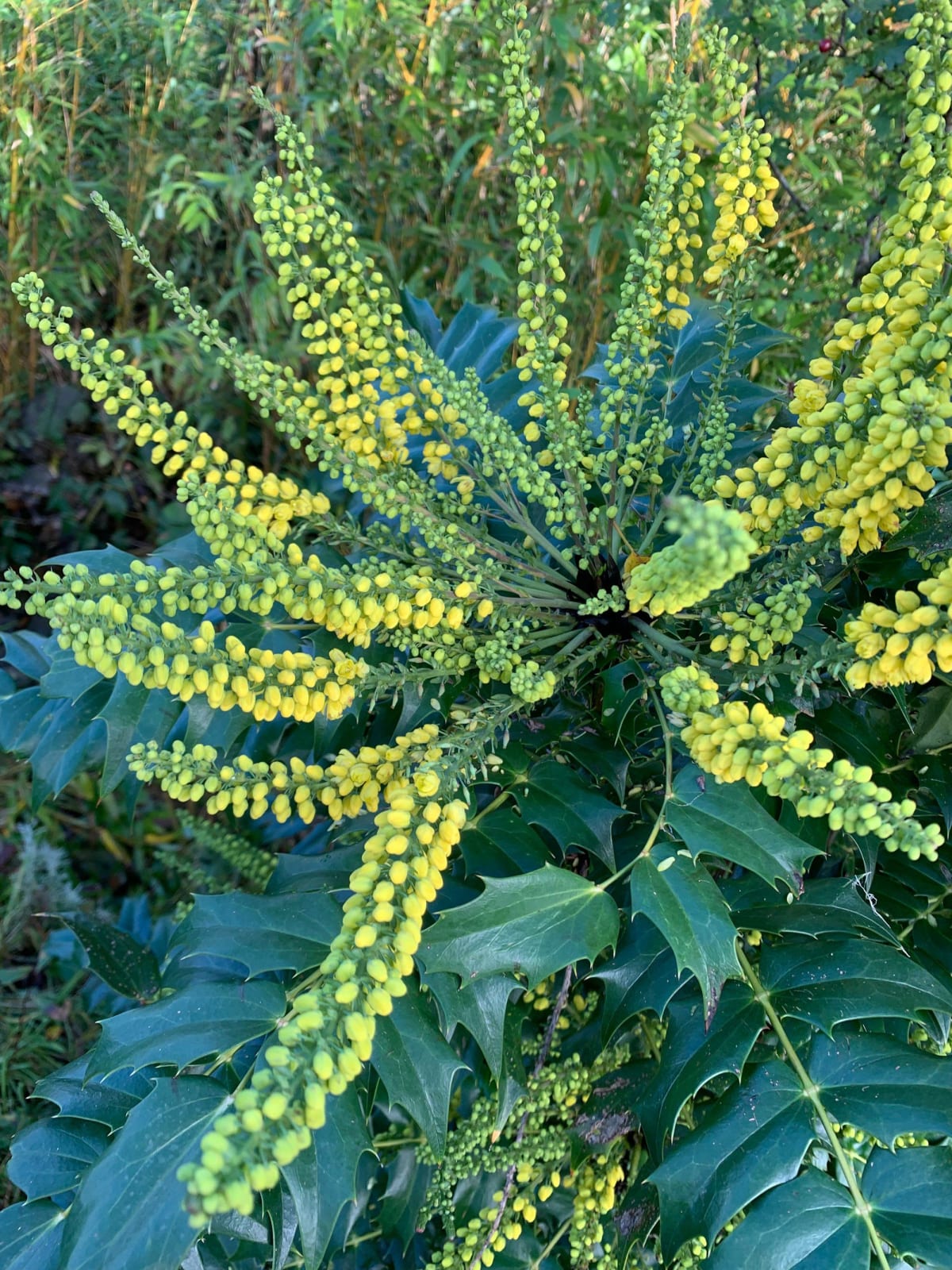 Mahonia