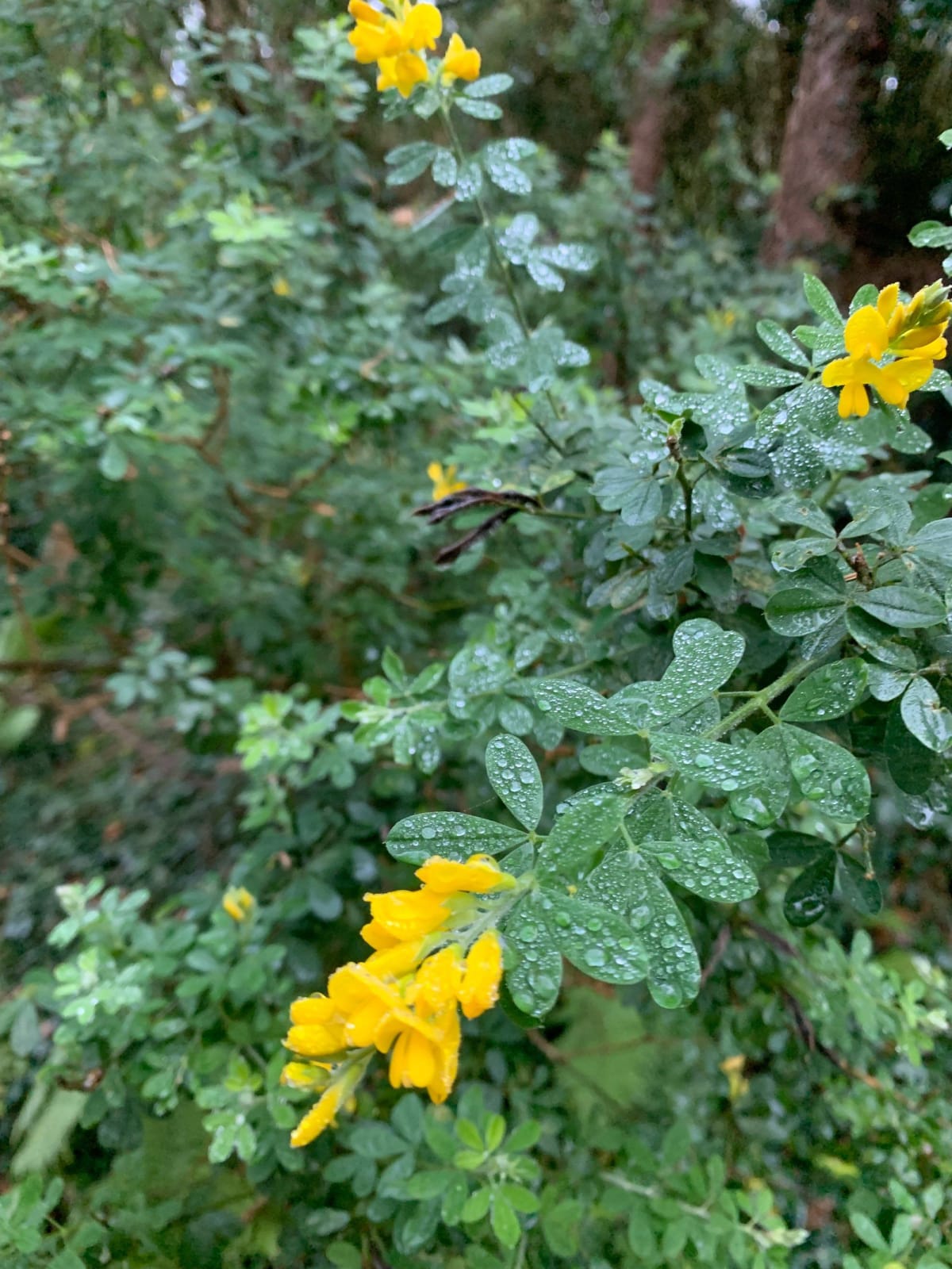 French Broom