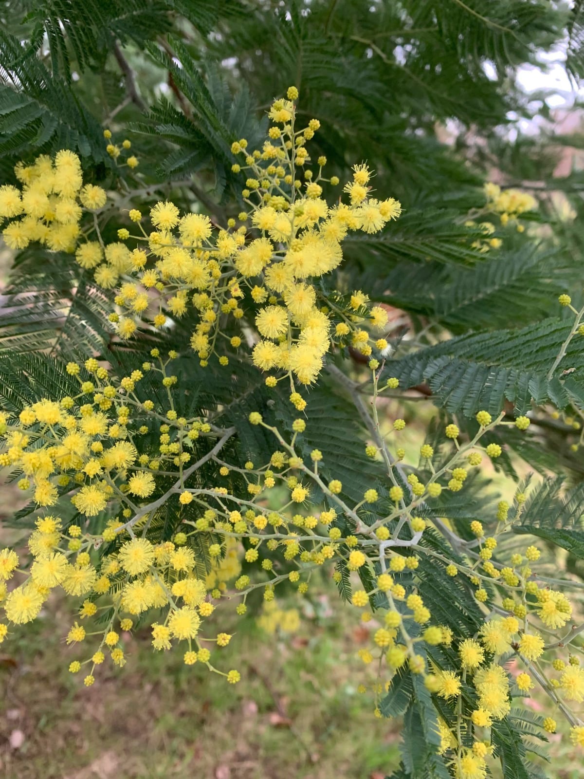 Mimosa