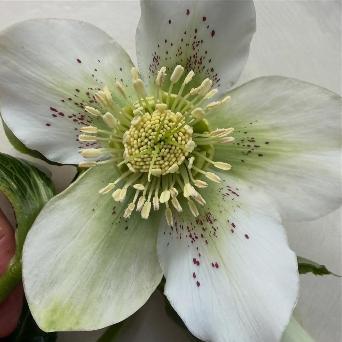 Lenten Rose / Christmas Rose