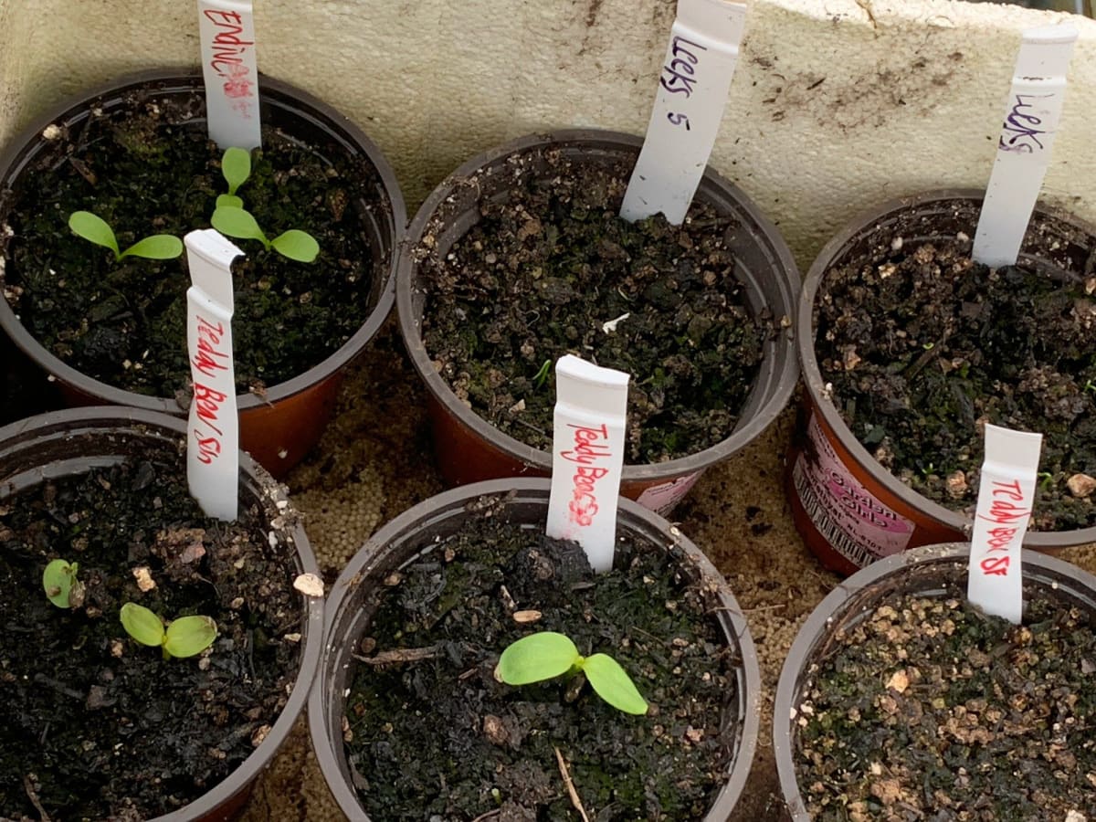  The Polytunnel gallery