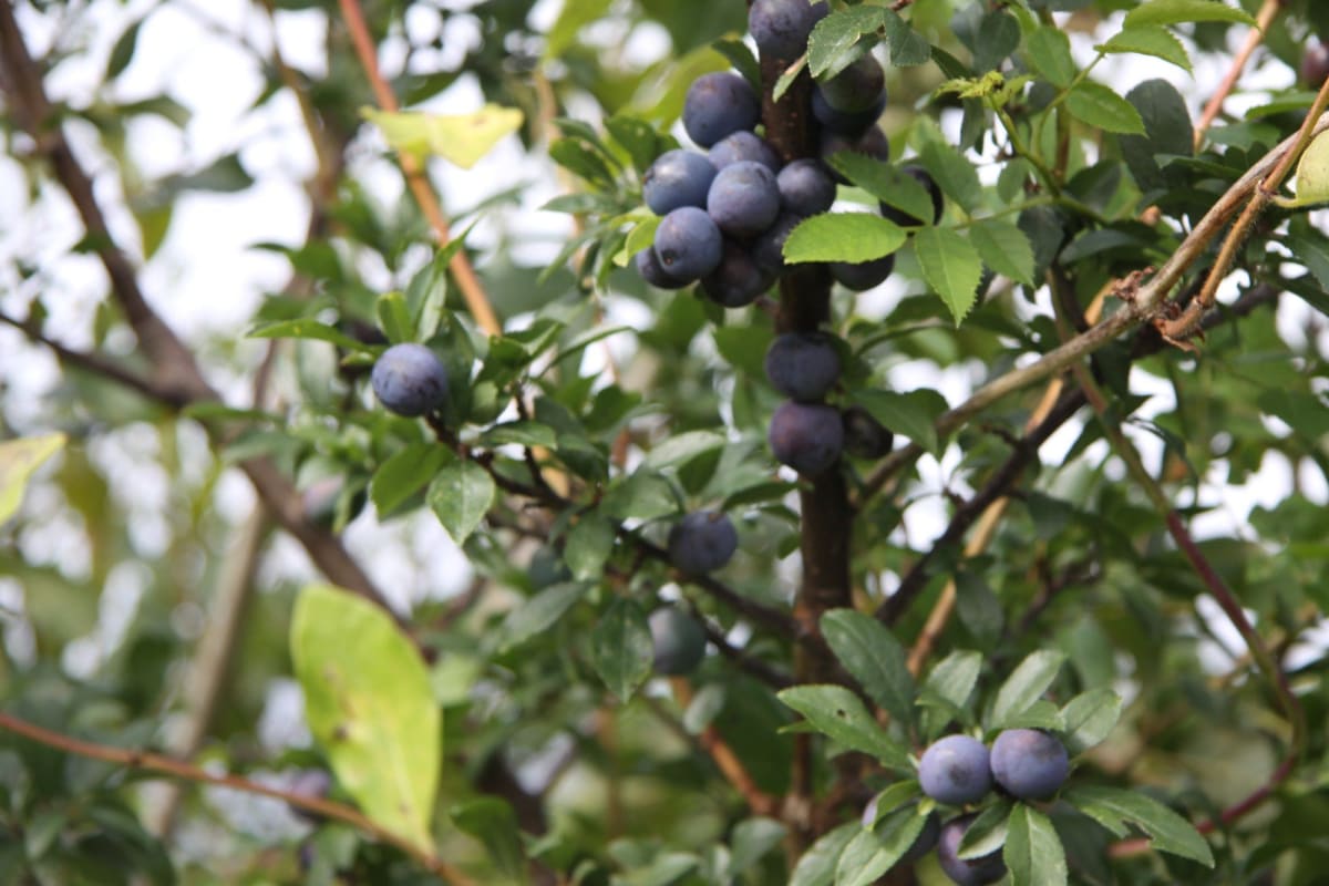 The Sloe & Quickie Paths gallery