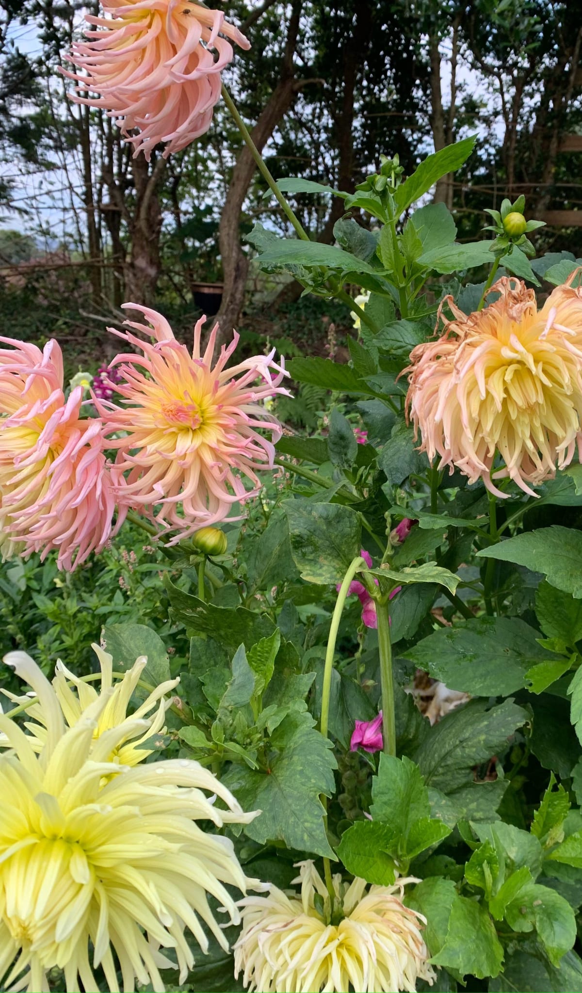 Daniel's Flower Garden gallery