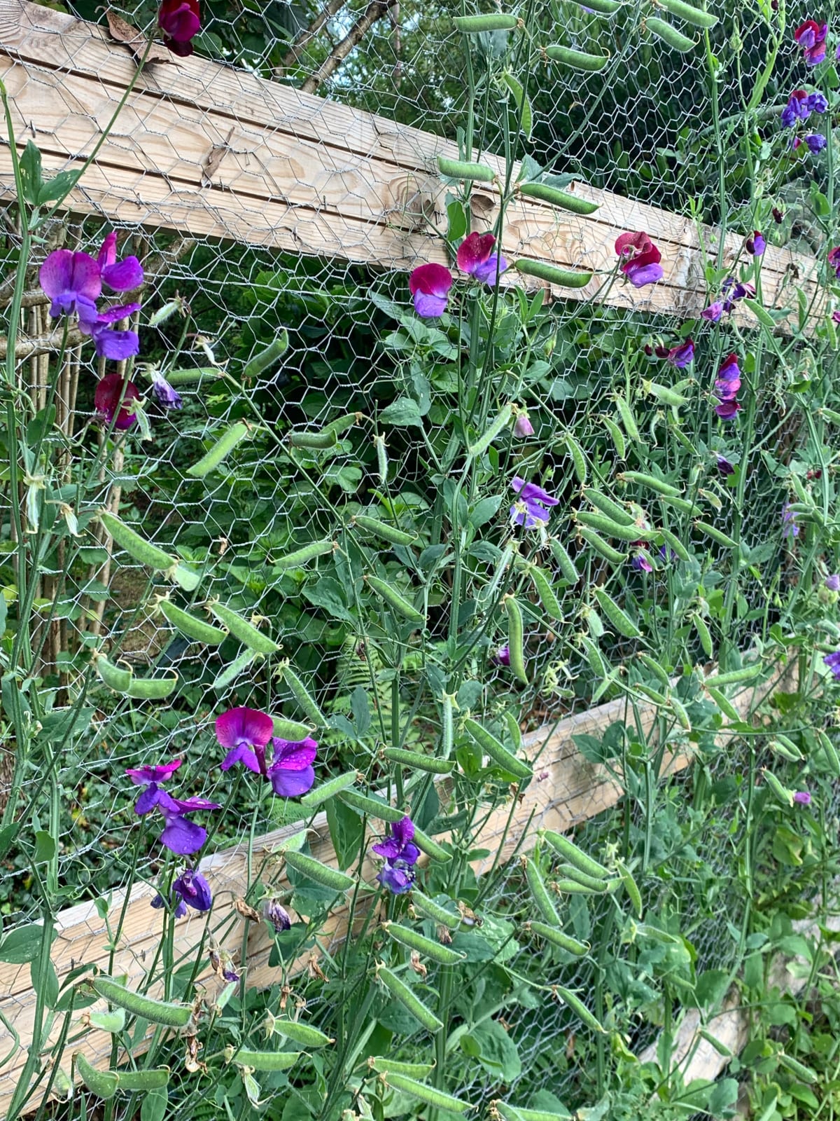 Daniel's Flower Garden gallery