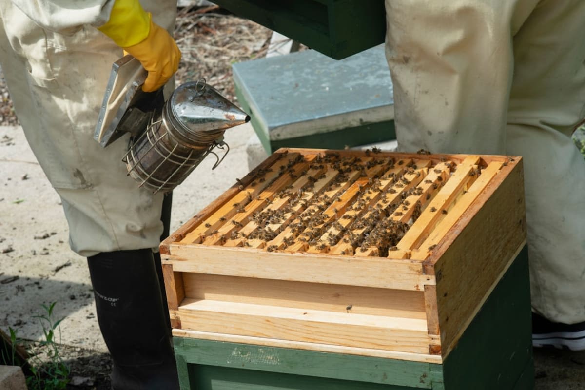 Guide complet pour débutants et passionnés