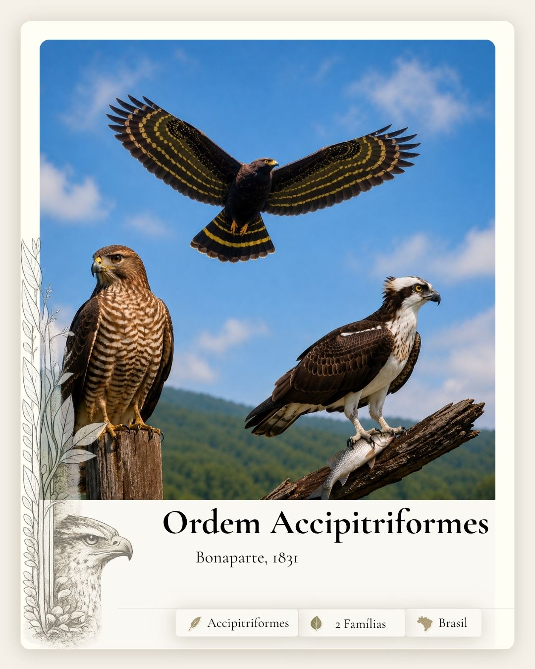 Accipitriformes