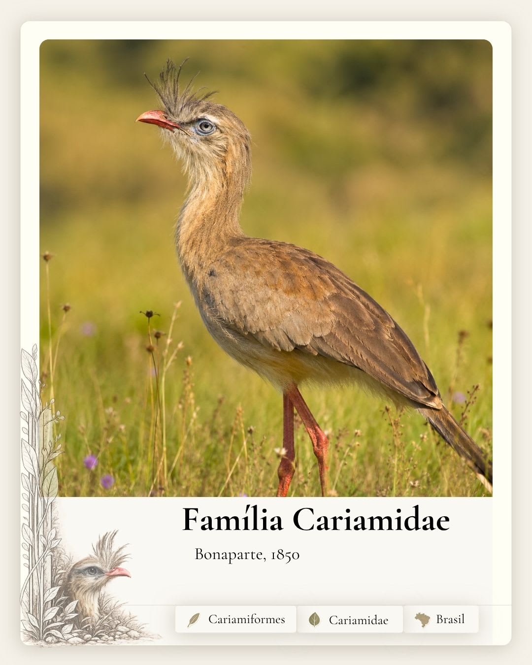 Cariamidae