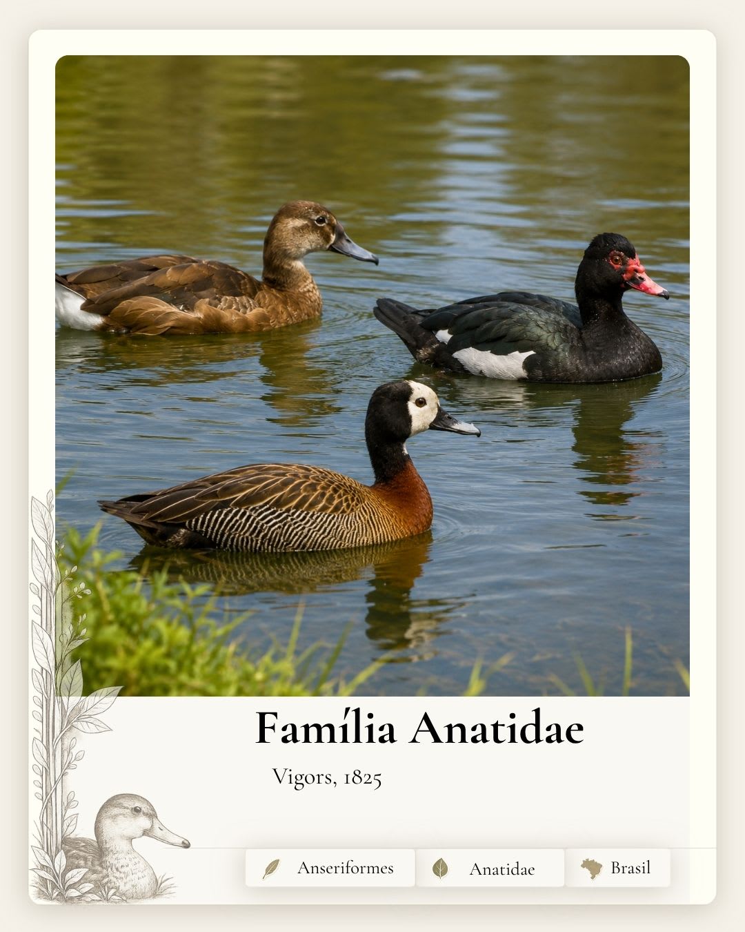 Anseriformes