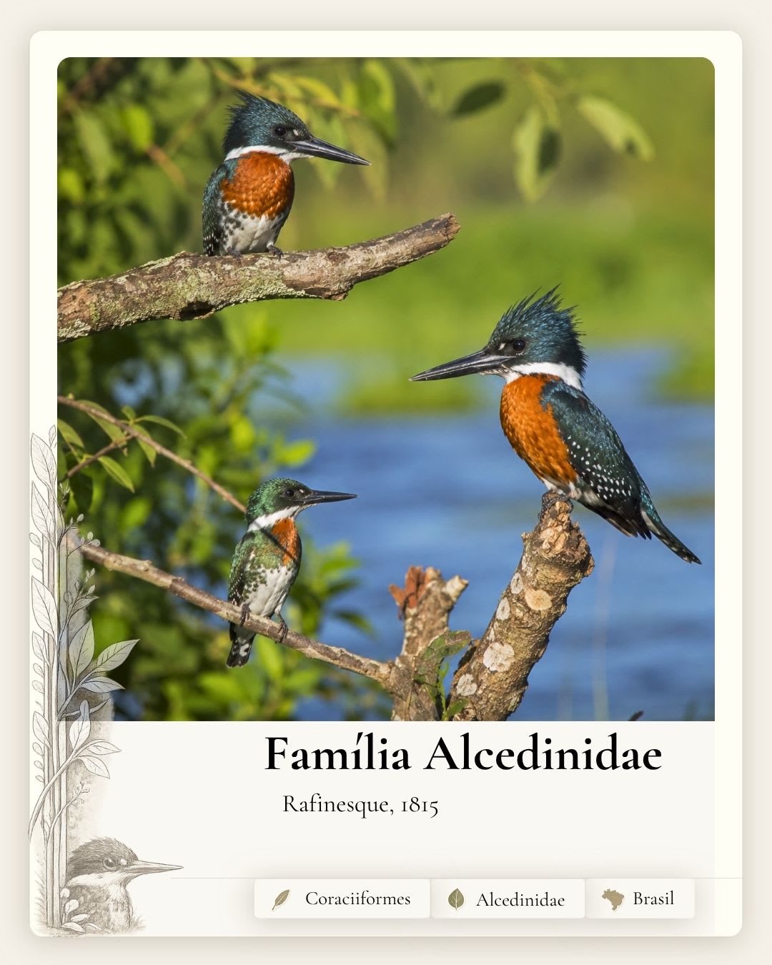 Alcedinidae