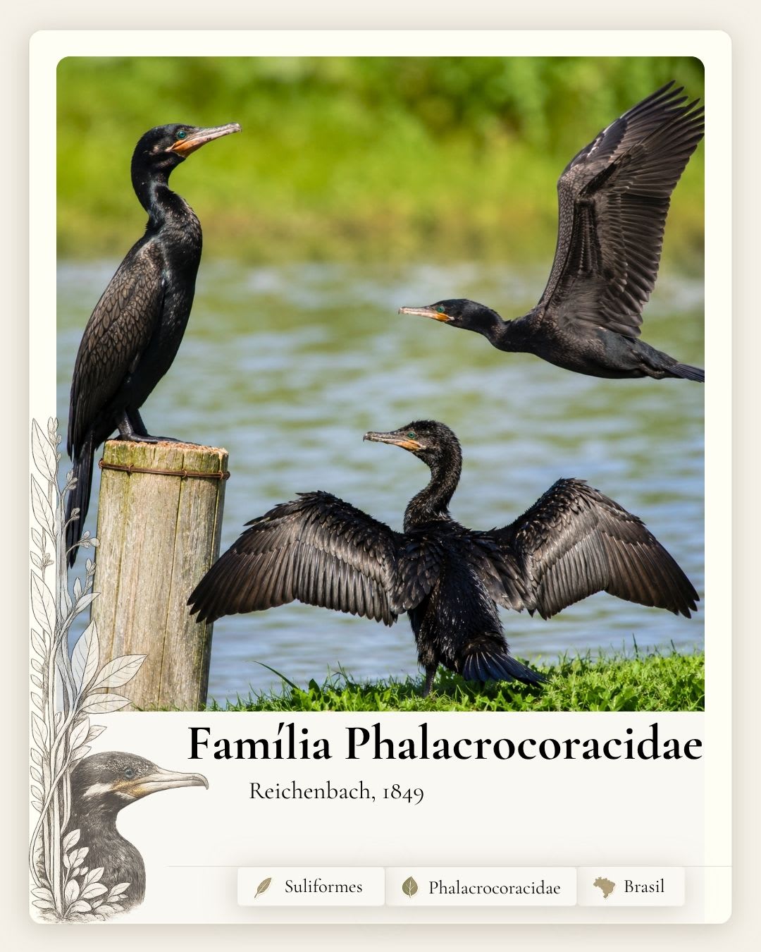 Phalacrocoracidae