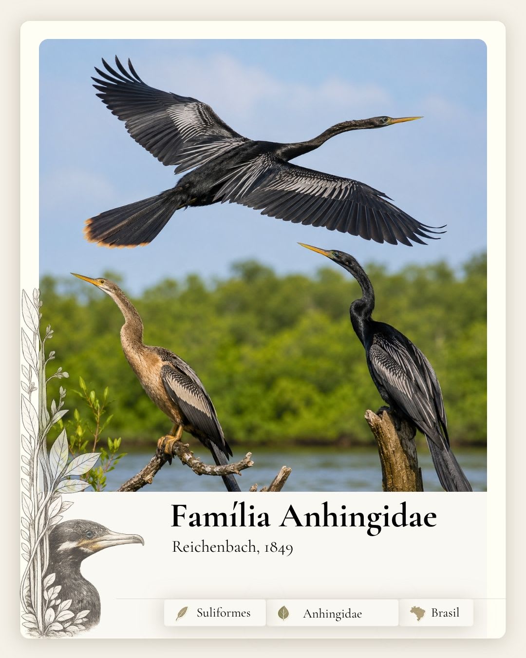 Anhingidae