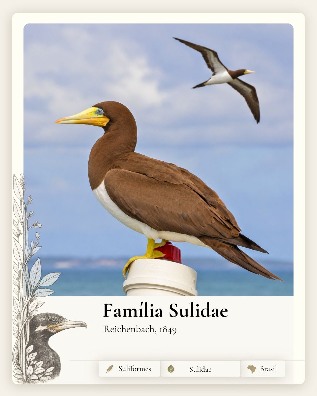 Sulidae