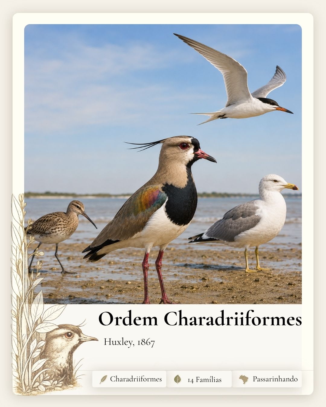 Charadriiformes