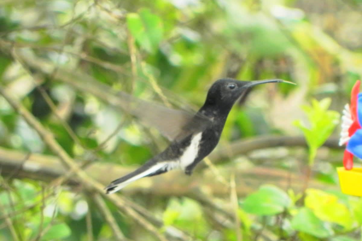 Beija Flor Preto
