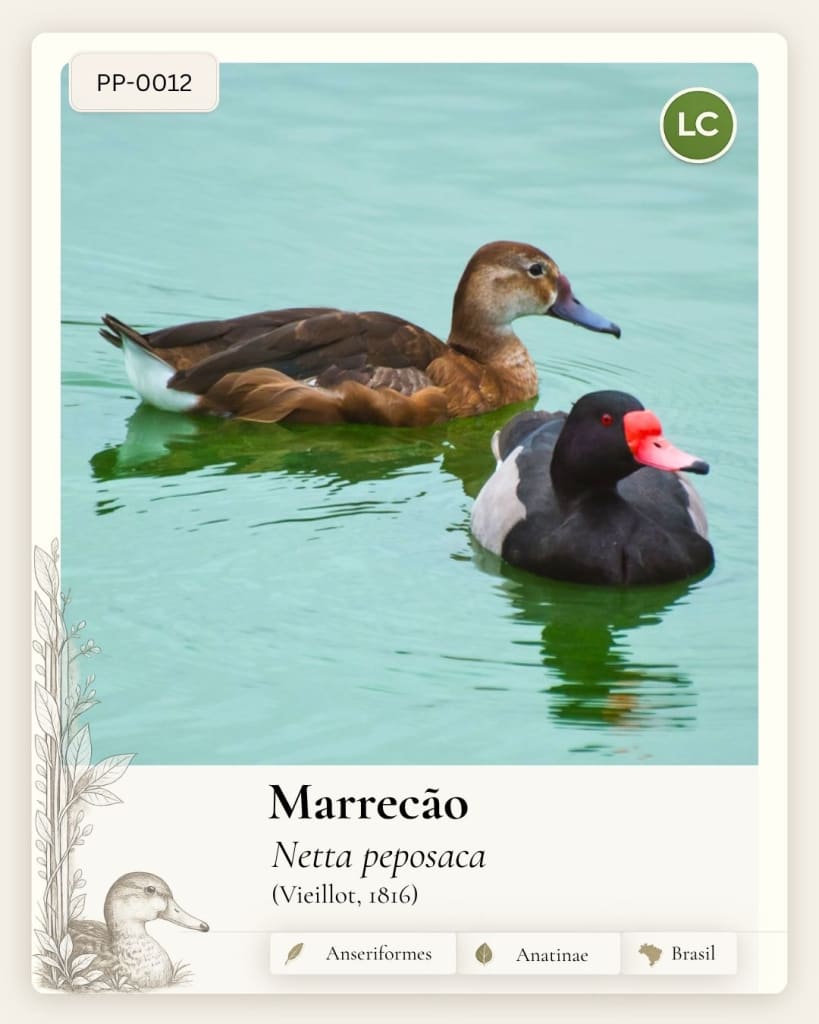 Marrecao
