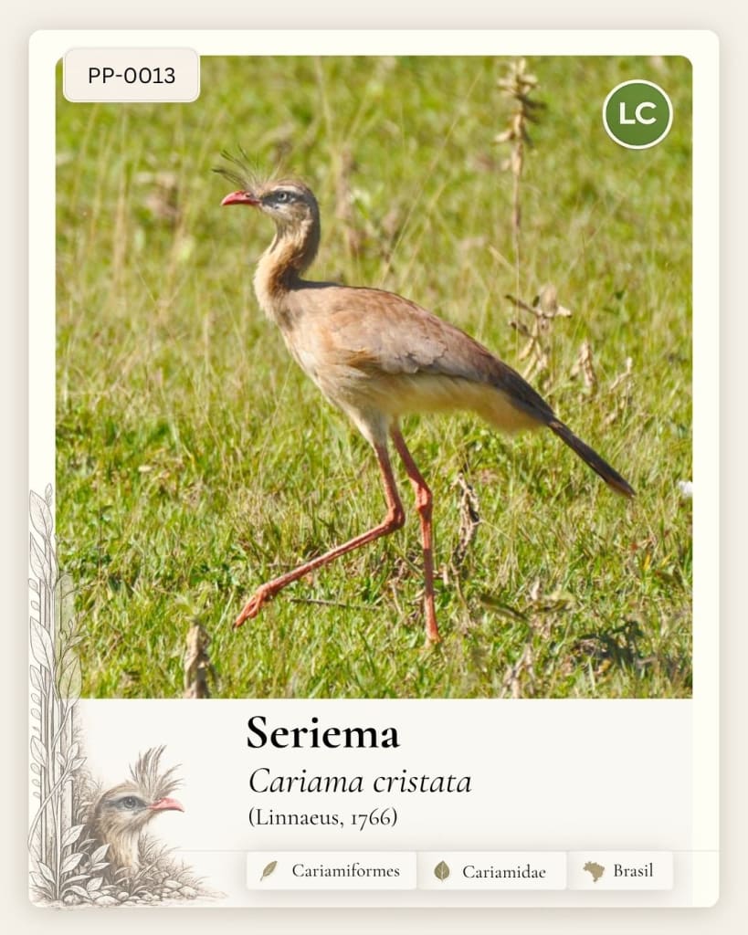 Seriema
