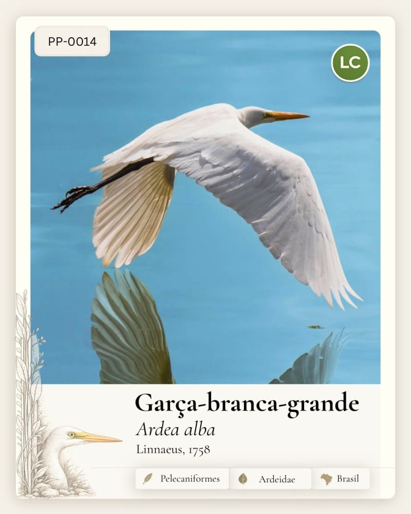 Garca Branca Grande