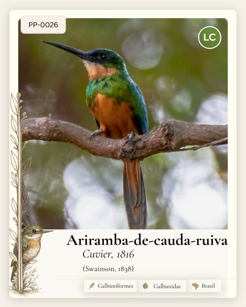 Ariramba De Cauda Ruiva