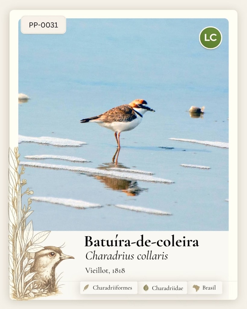 Batuira De Coleira