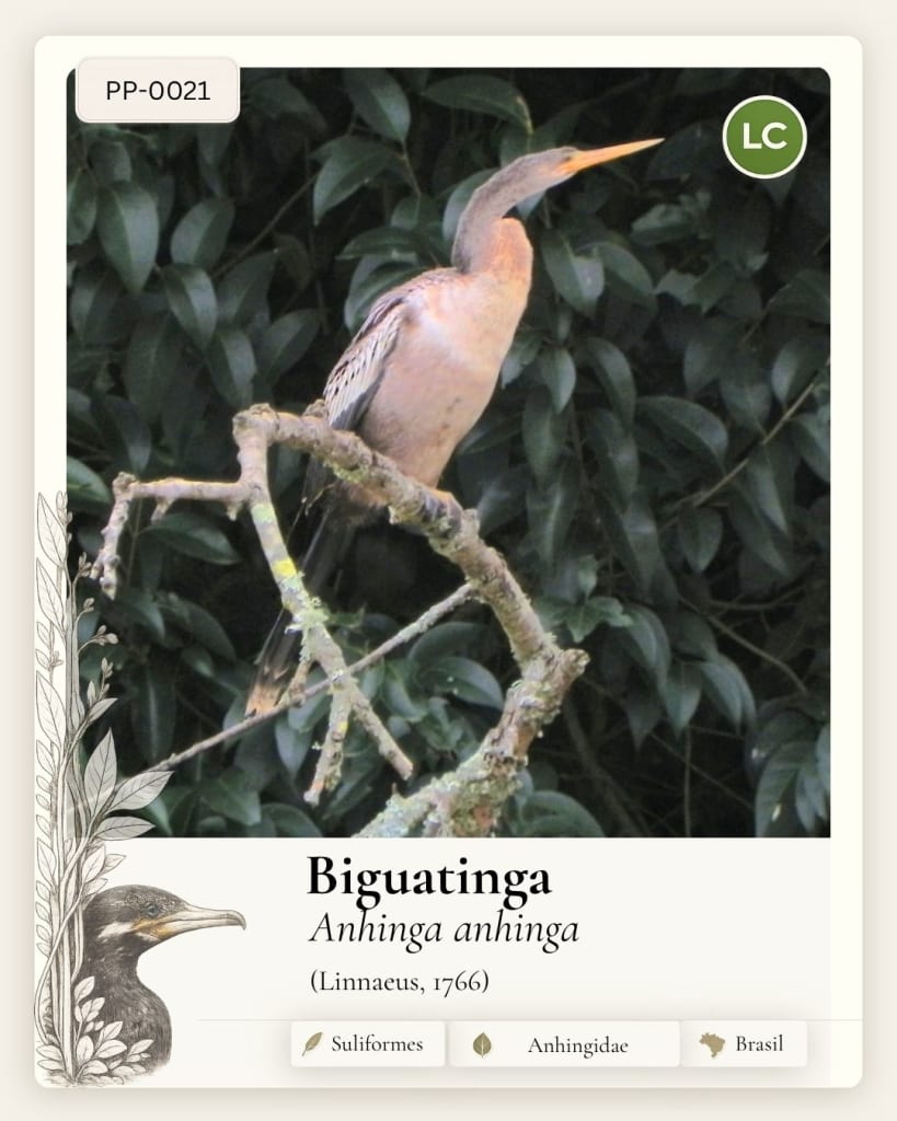 Biguatinga