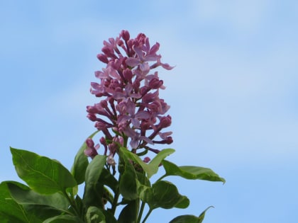 Тёплая осень в Анапе: цветение сирени в сентябре