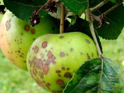 Парша – экономически значимое заболевание на семечковых культурах