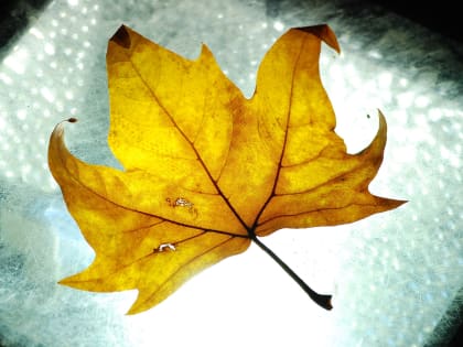 Настоящая осень приходит в Краснодарский край