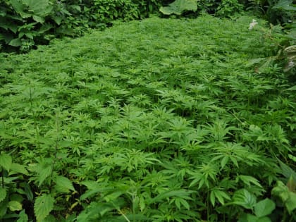 В Сочи обнаружен наркоогород