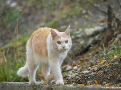 В Новороссийске среди зимы появились клещи