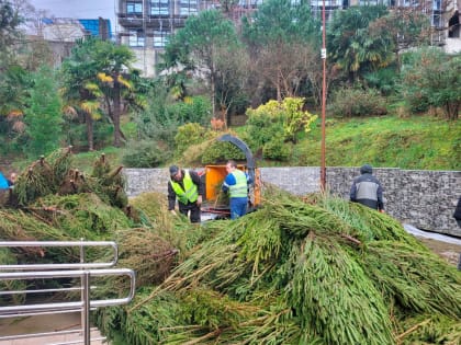 В Сочи переработали более тысячи новогодних елок