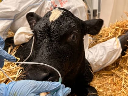 В Усть-Лабинском районе впервые родился телёнок-клон