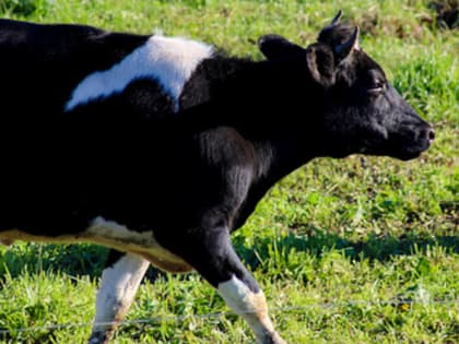 В Краснодарском крае стали производить больше молока