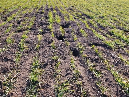 Внимание! Мышевидные грызуны