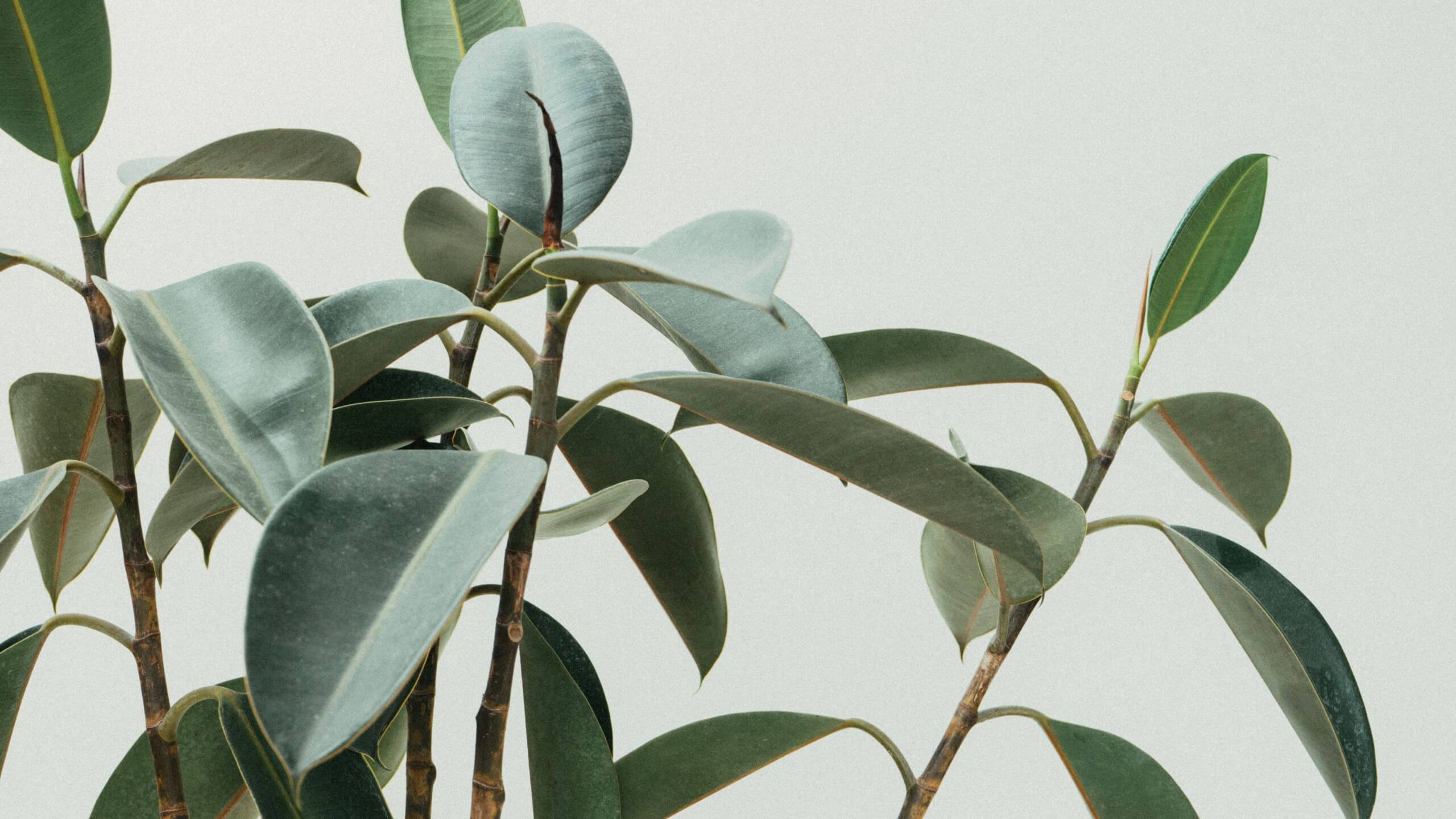 Rubber tree plant in a therapists office