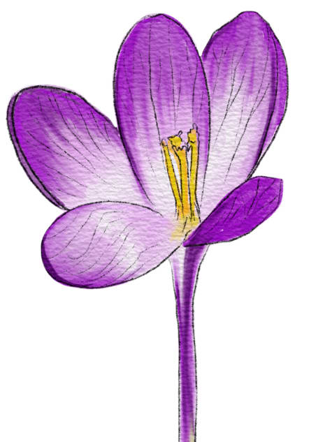 Purple Crocus
