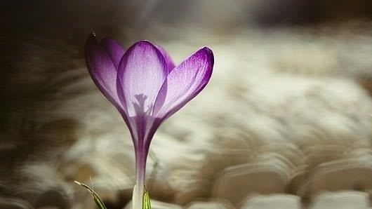 Purple Crocus