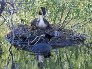 Lake Alexandrina Walks feature image - Best Tekapo Hikes - Lake Alexandrina Crested Grebes nesting