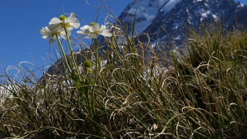 The Best Aoraki Mount Cook Day Hikes & Walking Trails | Explore the stunning alpine landscapes of Aoraki Mount Cook National Park - Mount Cook Lily and the South Face of Aoraki Mount Cook, Hooker Valley Track, New Zealand 1