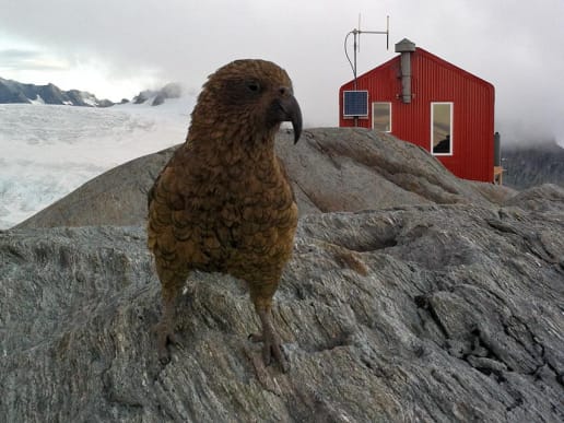 New Zealand Alpine Climbing, Mountaineering Instruction & Guided Ascents - Guided Alpine Ascents in New Zealand - Mount Aspiring - Kea at Colin Todd Hut, Aspiring National Park - Kea at Colin Todd Hut, Aspiring National Park 4