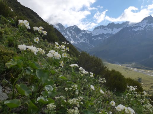 New Zealand Alpine Hikes, Trekking & Snowshoeing - New Zealand Trek & Raft Adventures - Brodrick Pass - Landsborough Trek & Raft - Brodrick Pass - Mount Cook Lilies - Brodrick Pass - Mount Cook Lilies 8